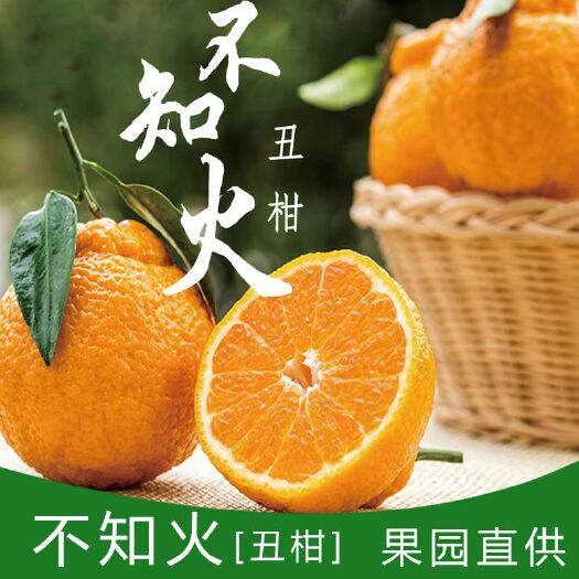 丹棱县不知火 7.5 - 8cm 4两以上 