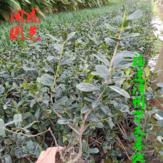 漳浦县 大叶黄杨  30以上高度【闽成】