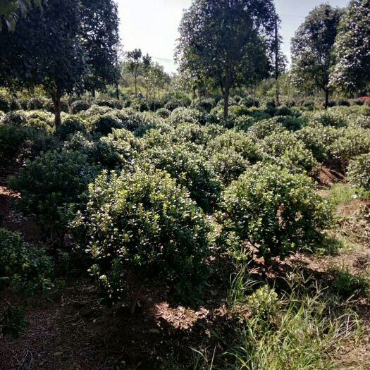 株洲海桐  红叶石楠球，杜鹃球，金森女贞球，