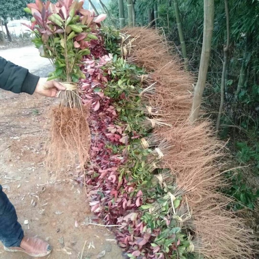 株洲红继木，红叶石楠，大叶栀子，杜鹃，金森女贞，，，，