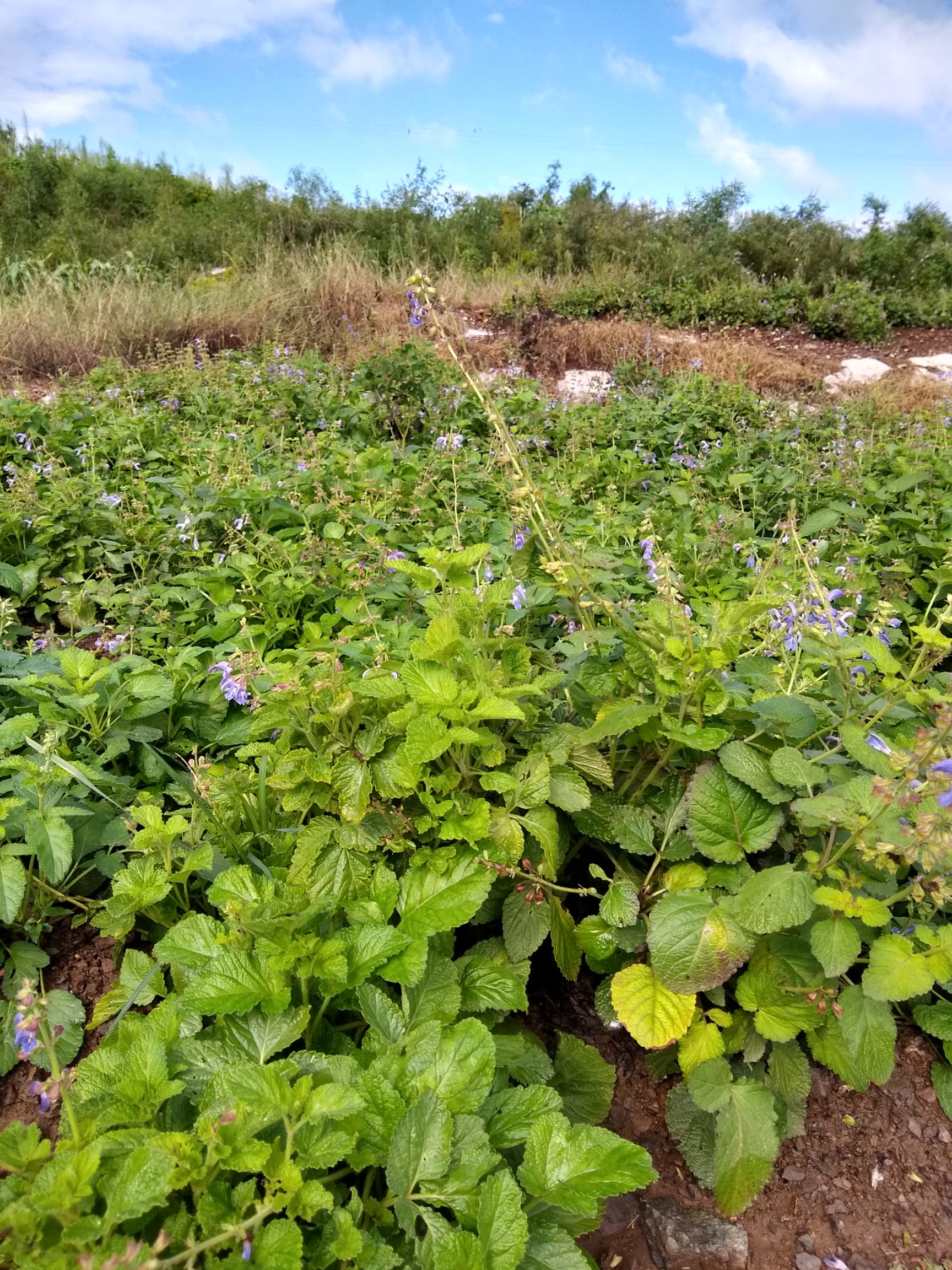 丹参植物彩图片大全图片