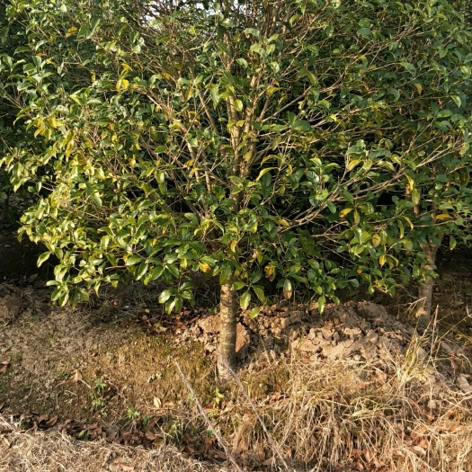 滁州黄金桂花树 桂花