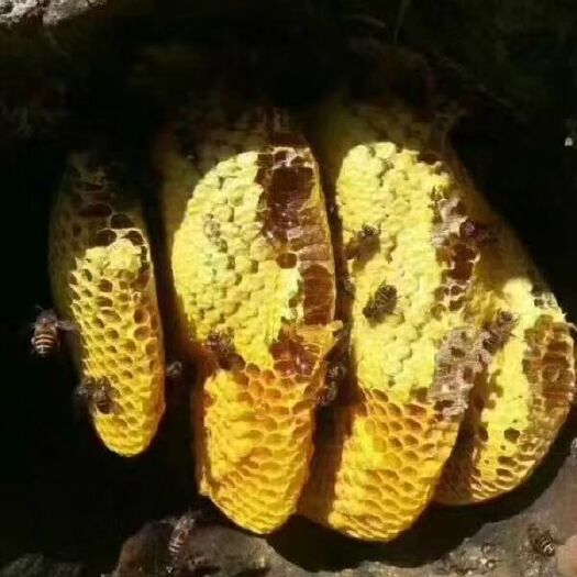 临沧土蜂蜜 玻璃瓶装 2年以上 