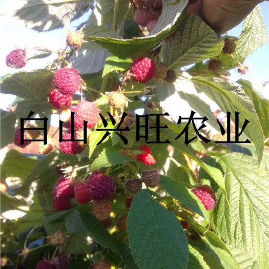 白山高度20-30公分双季红树莓苗价格 树莓苗基地批发