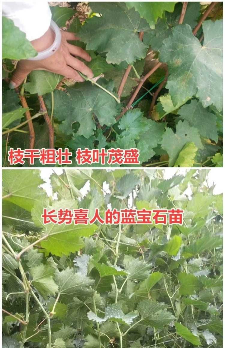 蓝宝石葡萄苗 甜蜜蓝宝石 品种纯正 巨甜 高产 易成活 包邮