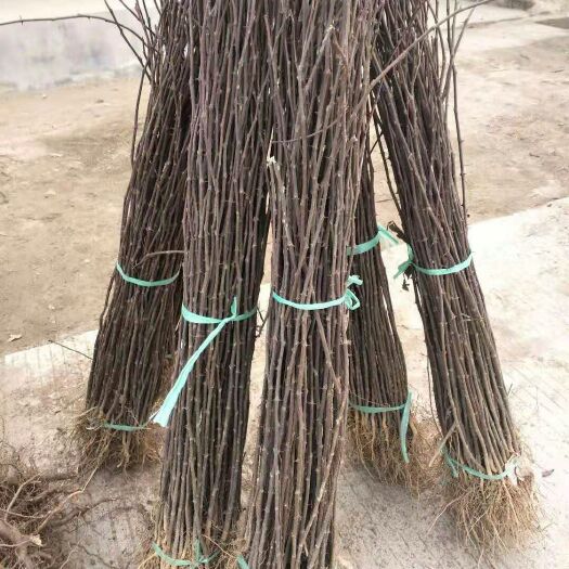 泰安大红袍花椒苗 