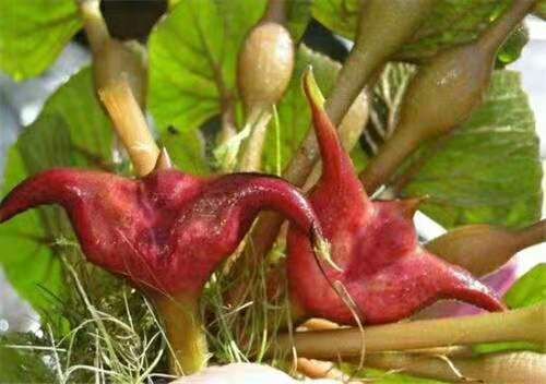 两角活水菱 两角菱 