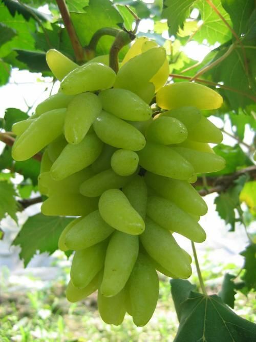 平邑县金手指葡萄苗 