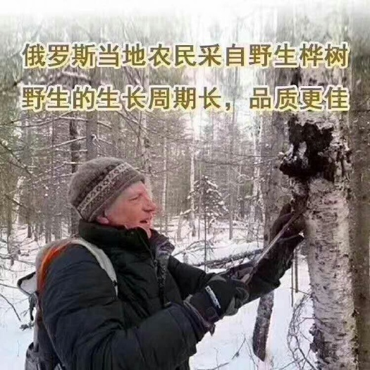 亳州【热卖包邮一件代发】桦树茸，白桦茸，桦褐孔菌