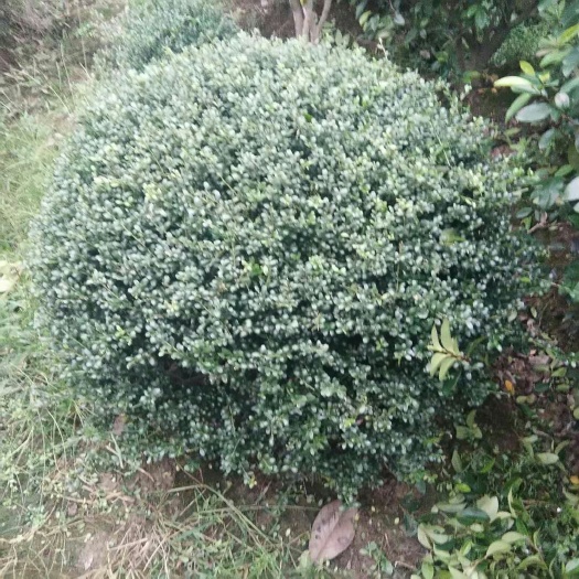 冬青球  红继木球，红叶石楠球，金森女贞球，金叶女贞球，