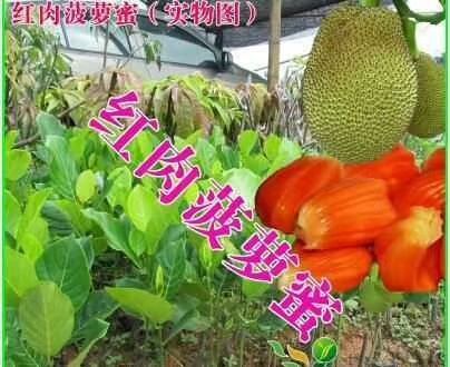灵山县红肉菠萝蜜苗 