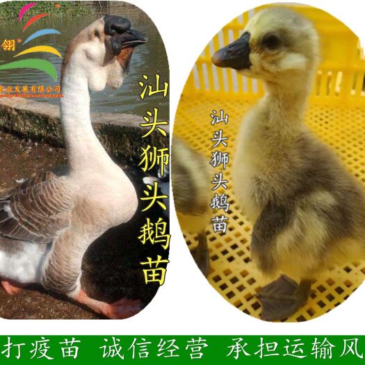 南宁狮头鹅苗 汕头