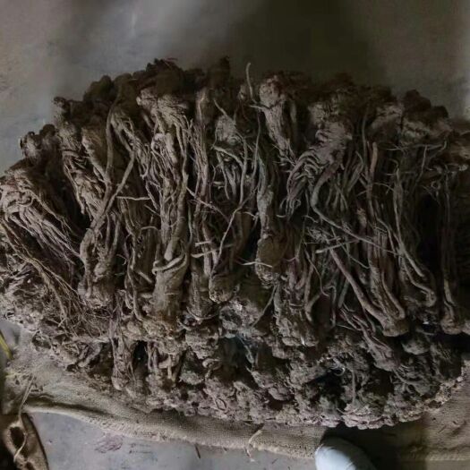 岷县岷当归 