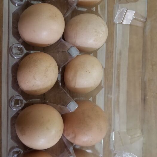 上海土鸡蛋 食用 散装 