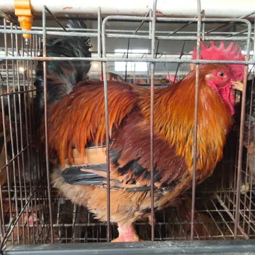 南宁肉鸡苗 高成活率大种肉鸡K九，出壳包做疫苗，包运费成活，免费技术指导