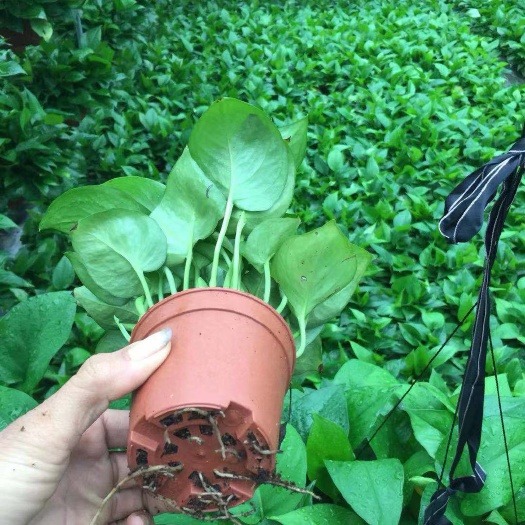 佛山绿萝 90