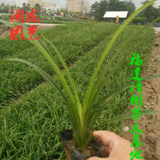 漳浦县大花萱草  【闽成园艺场】