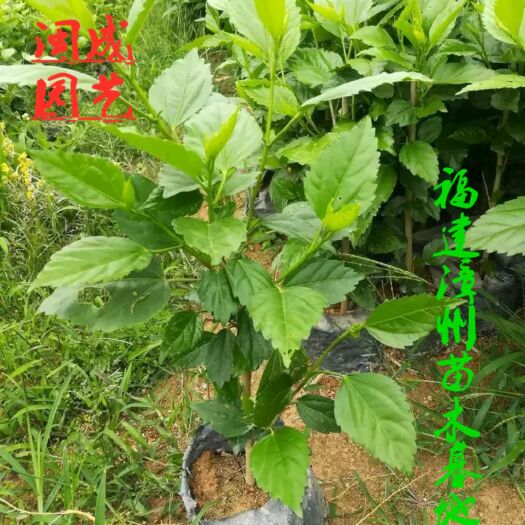 漳浦县大叶桑苗  青叶扶桑 青叶朱瑾】