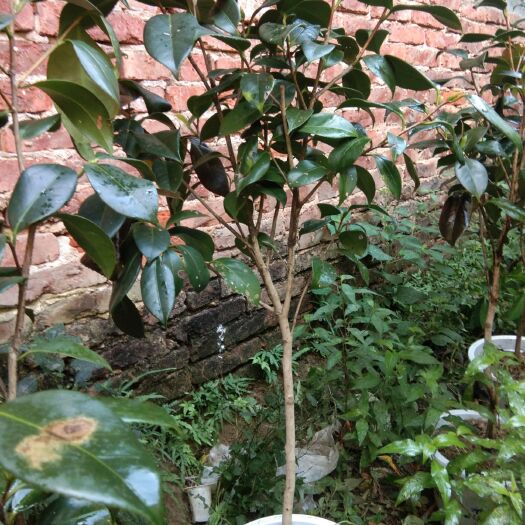 咸宁 大量供应，七星茶花