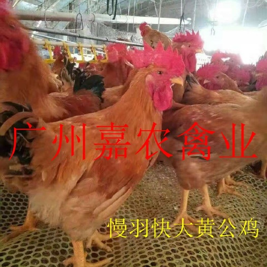 广州快大黄鸡苗 