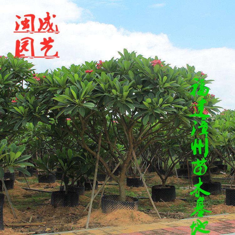 红鸡蛋花  地径12【闽成园艺】
