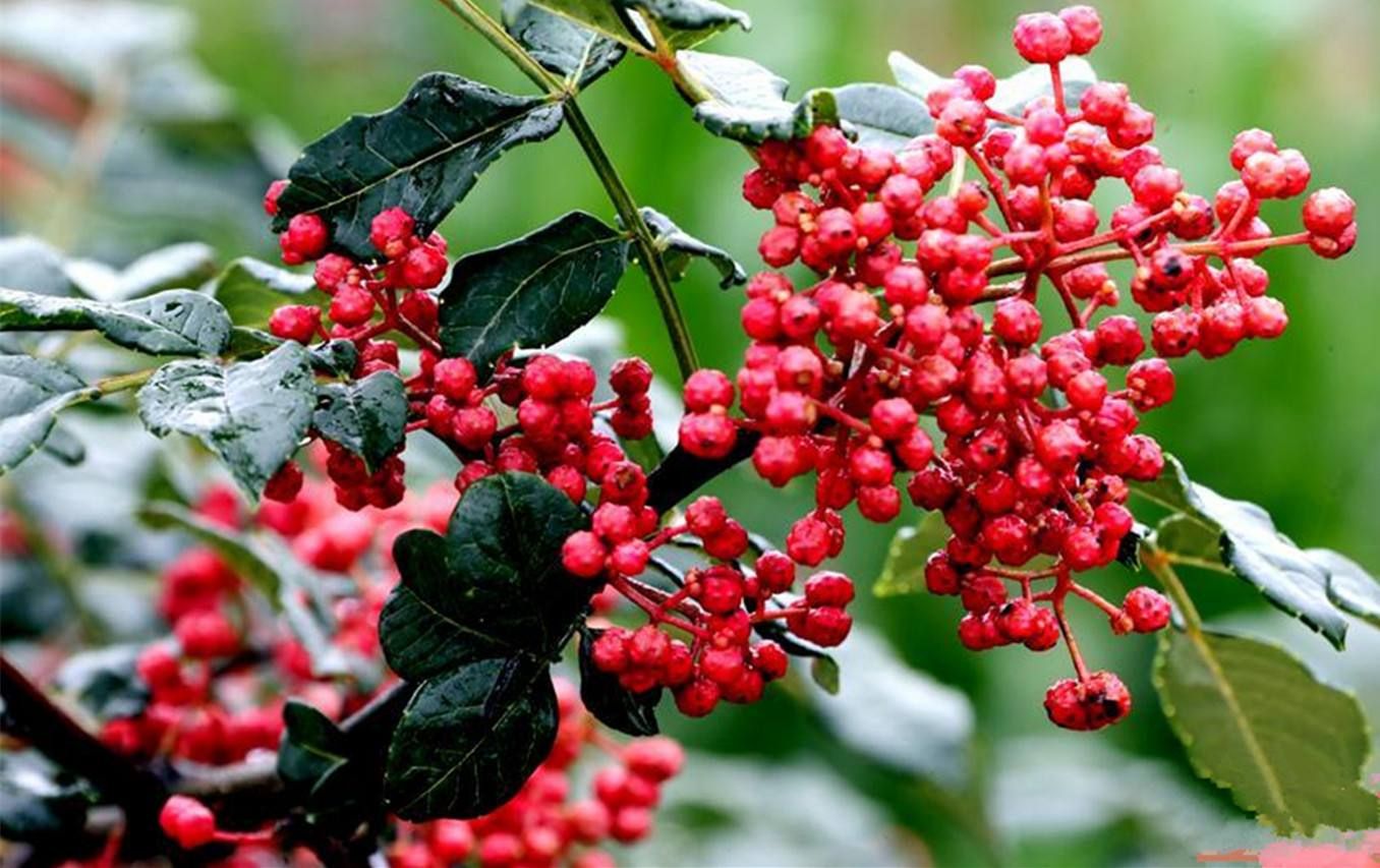 红花椒 特级 干花椒 