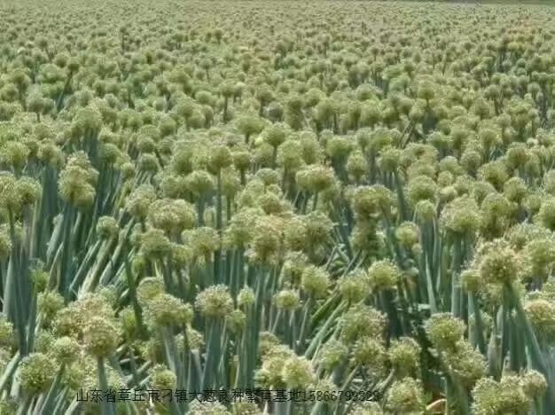 鸡腿大葱种子 