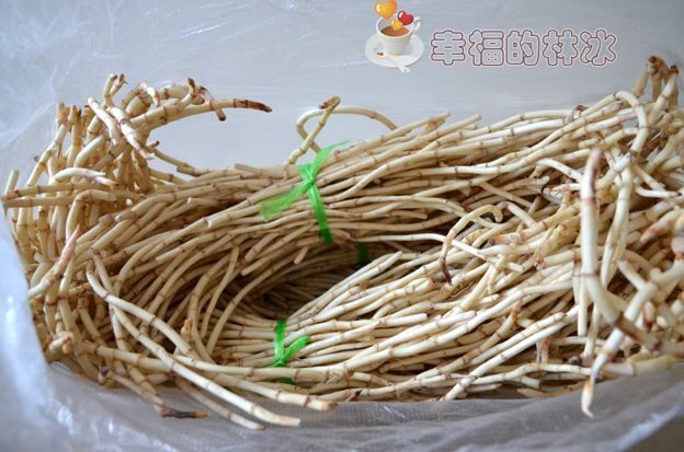 富源县白茎鱼腥草 