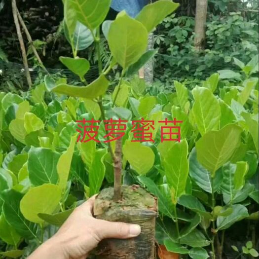 灵山县马来西亚一号菠萝蜜苗