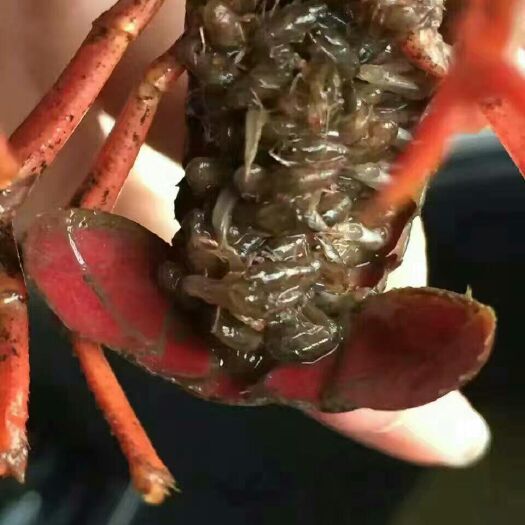 沭阳县清水小龙虾 1-3钱 塘虾 