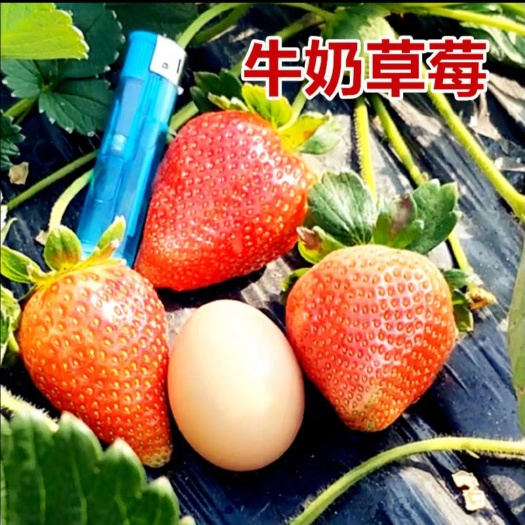 平邑县四季草莓苗 10公分以下 地栽苗 