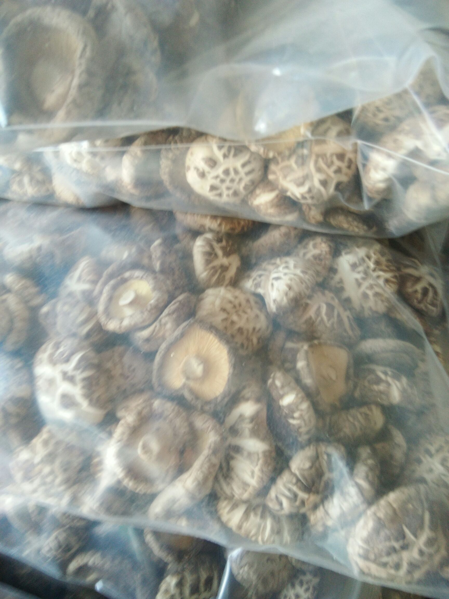 河南内乡袋料花菇，肉厚，香味浓