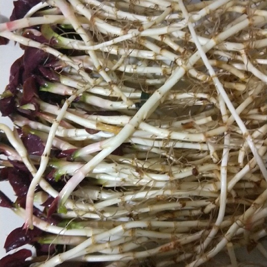 遵义红茎鱼腥草 