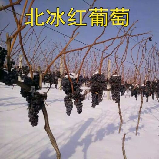 冰葡萄苗 