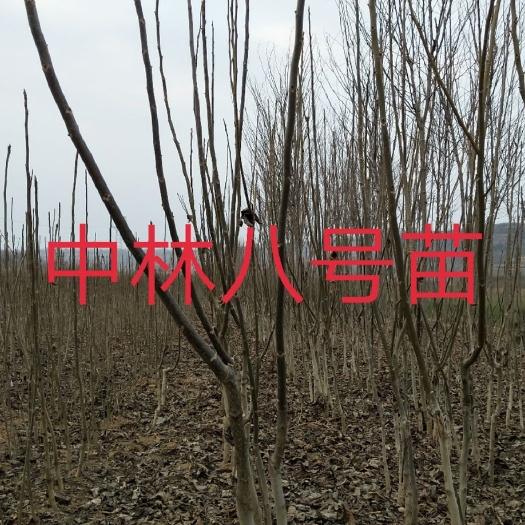 扶风县中林5号核桃苗 