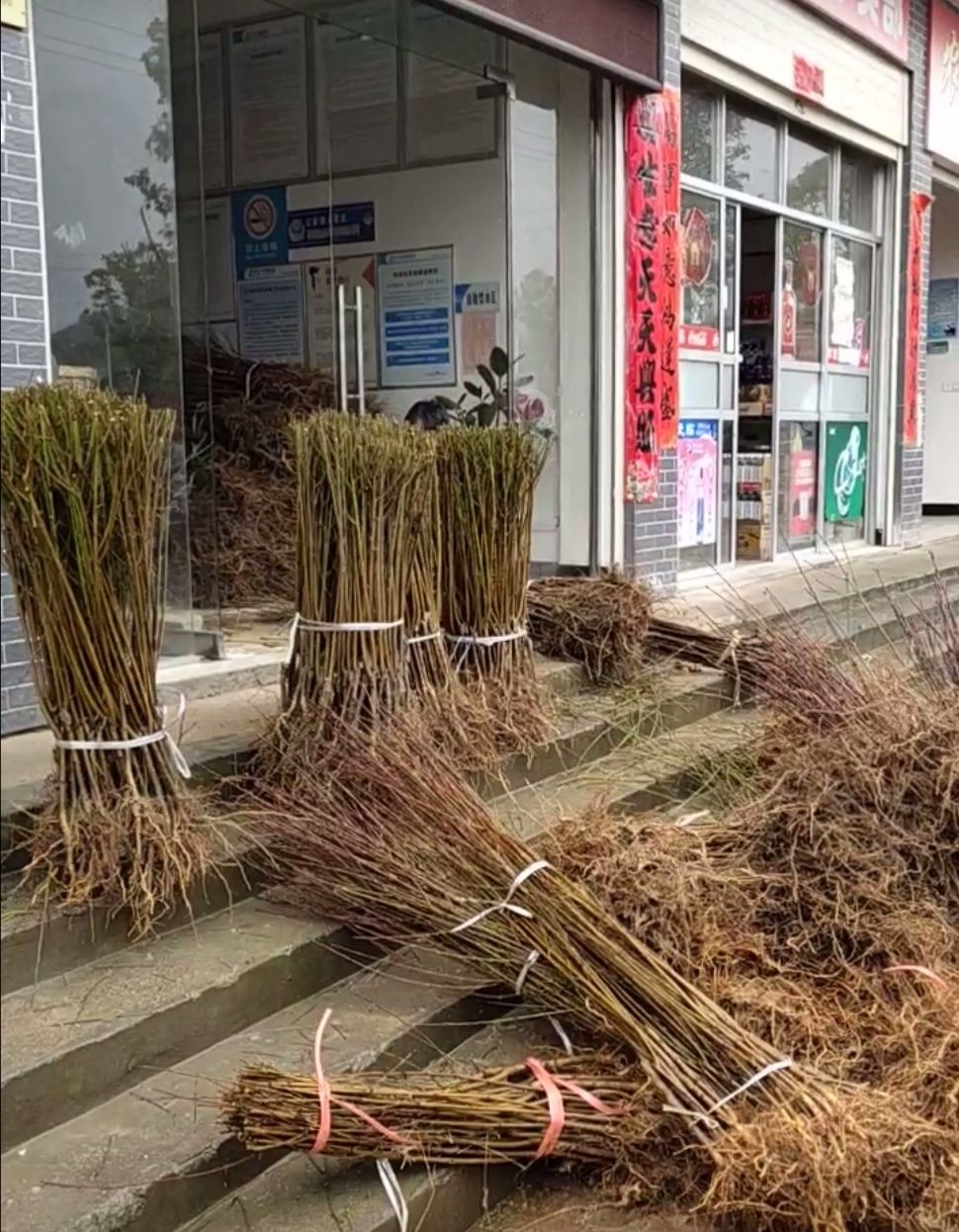桃树苗湖南炎陵锦绣黄桃苗品种纯正根系发达成活率高支持技术指导