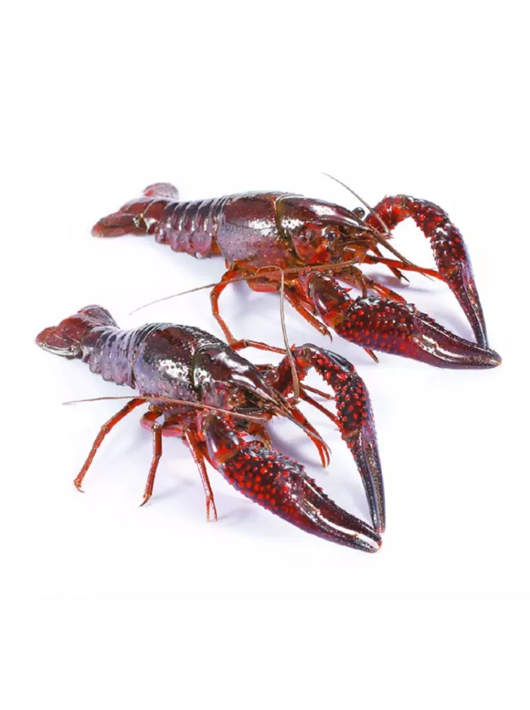 清水小龙虾 4-6钱 人工养殖 鲜*食用 小龙虾主养