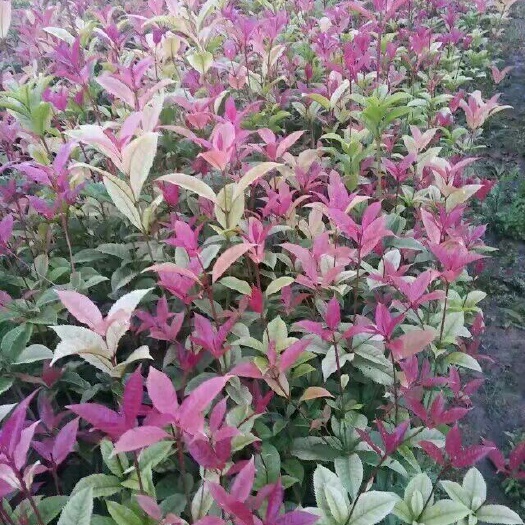 荔浦市珍珠彩叶桂 4一5公分