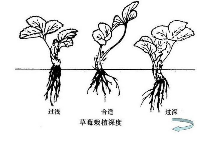 全明星草莓苗 甜查理，法兰地免费提供种植技术，现挖现发，根系发达，品种保证