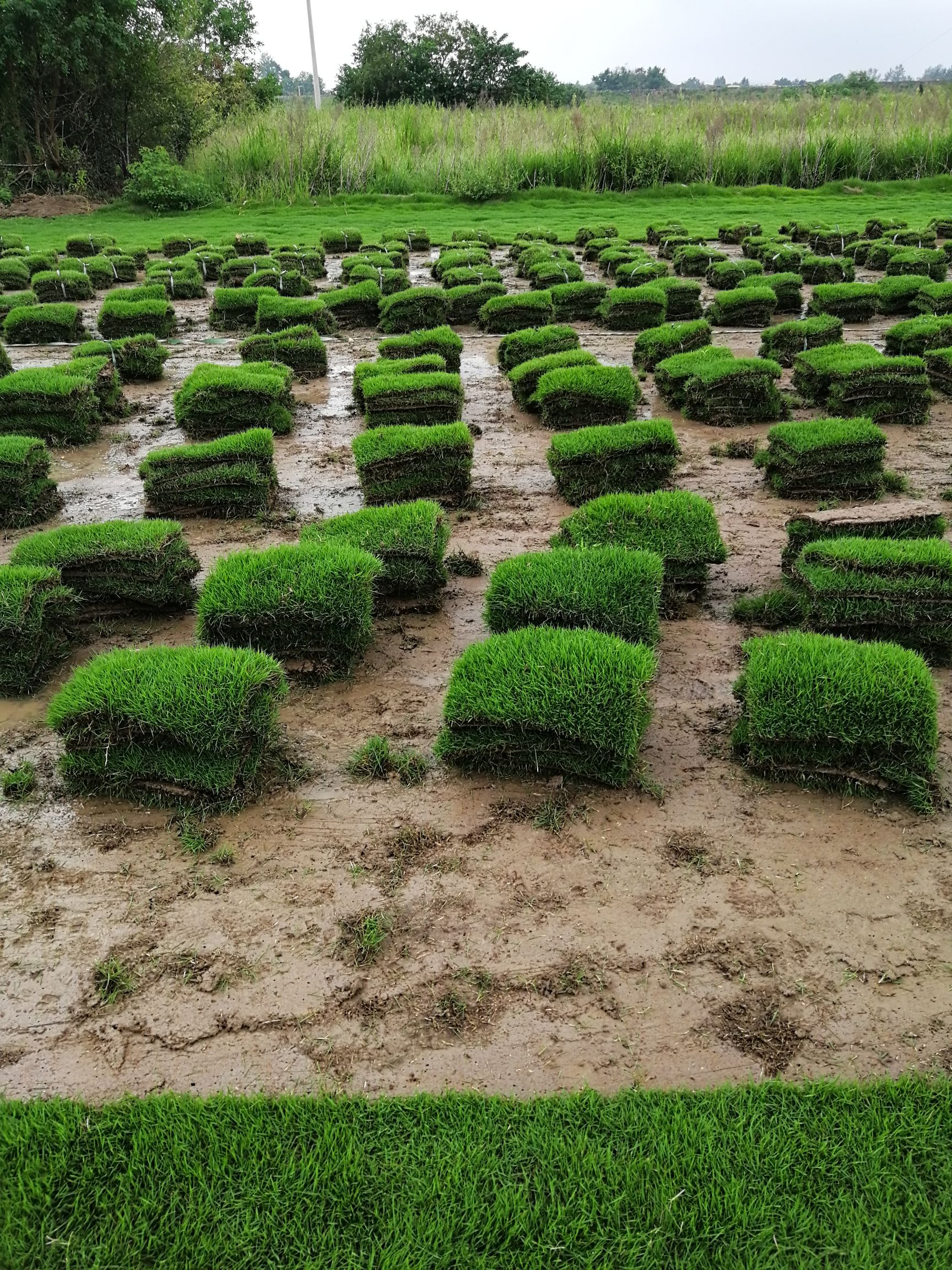 百信园艺场 马尼拉草坪草皮 别墅庭院足球场 基地发货一手