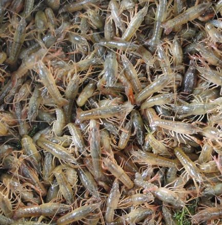 沭阳县龙虾苗 