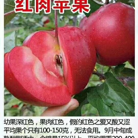 平邑县红肉苹果树苗 0.5~1米 