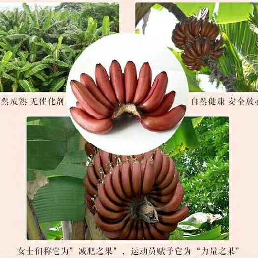 南靖县 福建土楼红皮香蕉5斤包邮25.9元，西北六省不发货