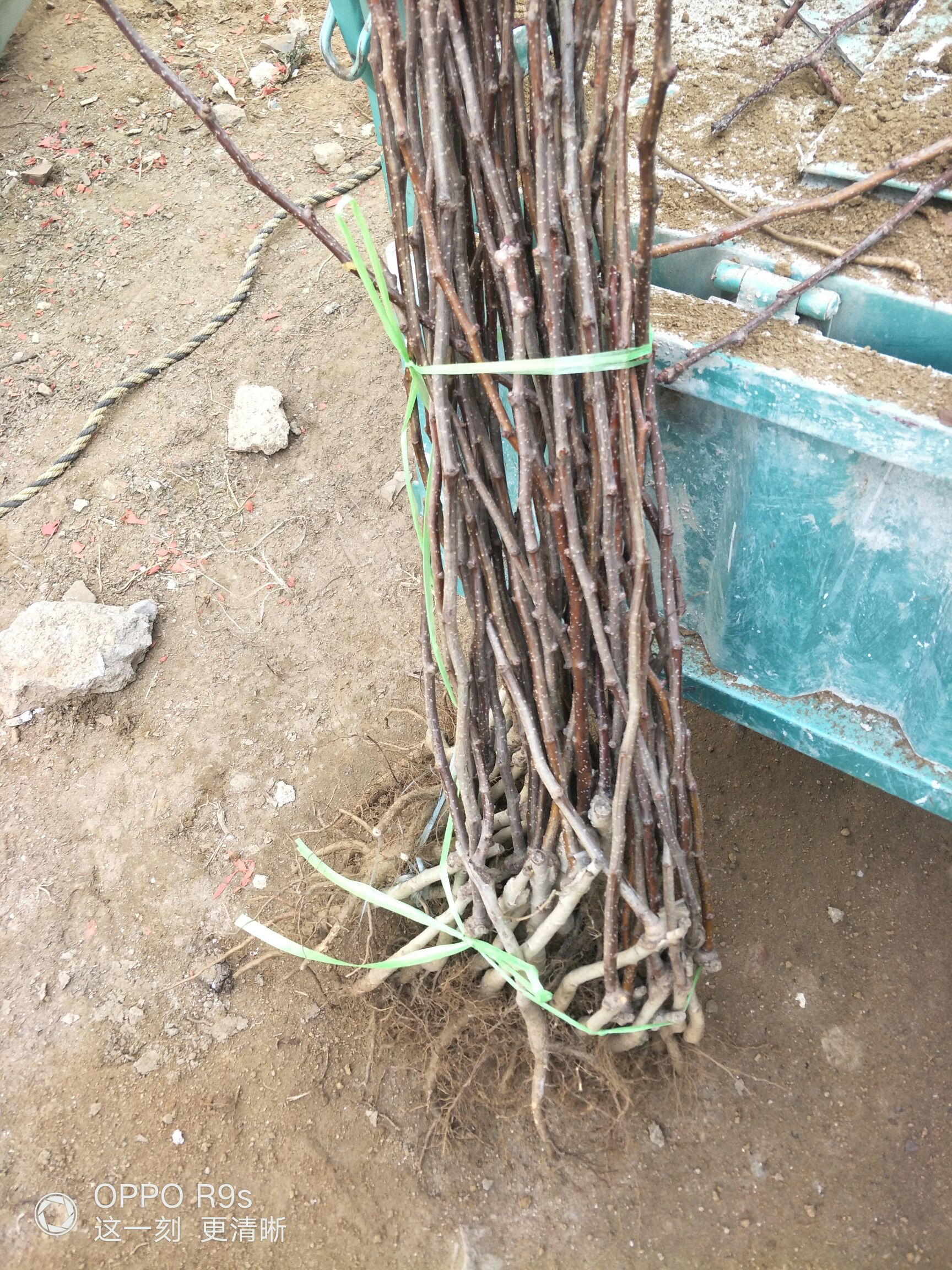 大五棱山楂苗   大金星山楂树苗批发商