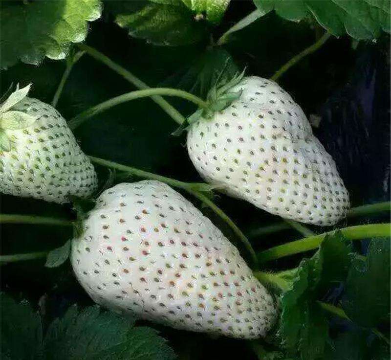  桃熏草莓苗，小白草莓苗，品种纯正，全程免费技术指导