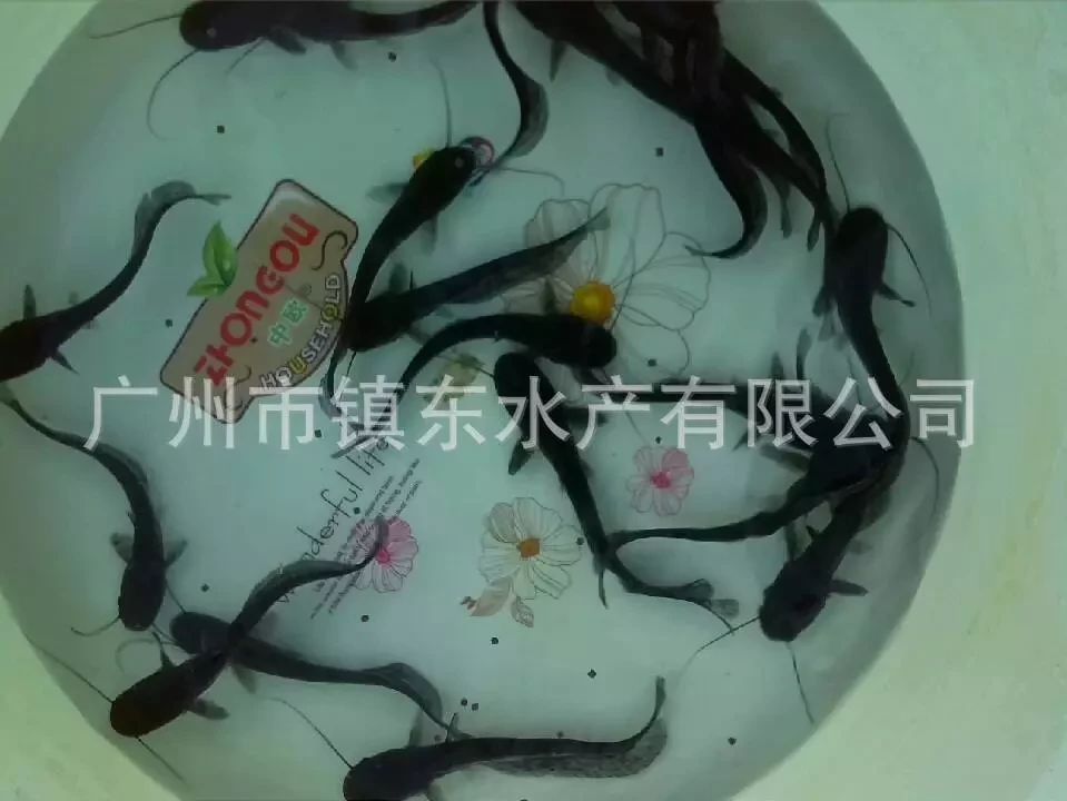 胡子鲶 人工养殖 0.5公斤以下 