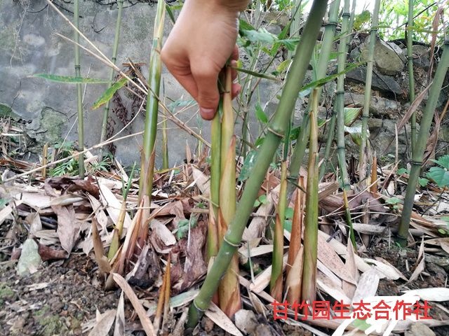 常寧市綠竹春筍 鮮筍 