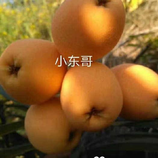 米易县米易枇杷 0.4 - 0.7两 