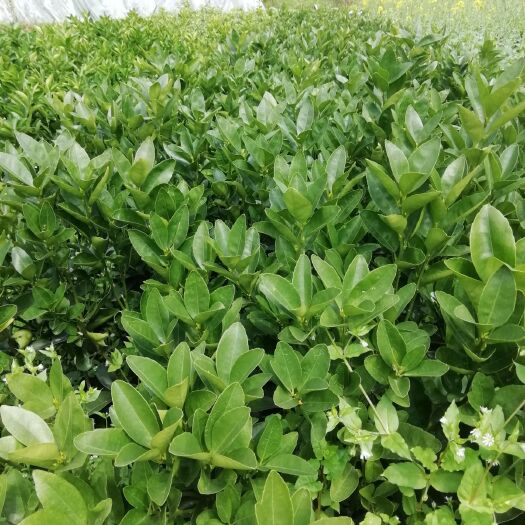 荔浦市茂谷柑苗 嫁接苗 0.35~0.5米 