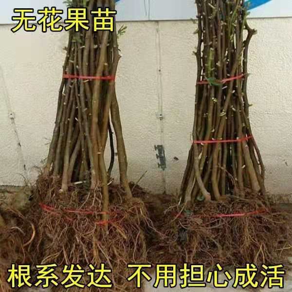 波姬红无花果苗 